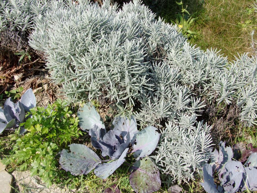 Casa Branzele Panzió Trezzo Tinella Kültér fotó